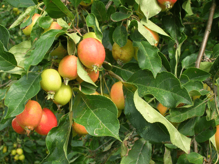 fruit